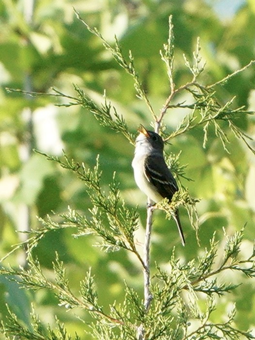 Alder Flycatcher - ML241625501