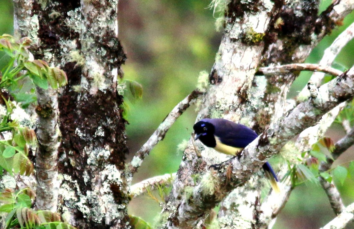 Black-chested Jay - ML24162651