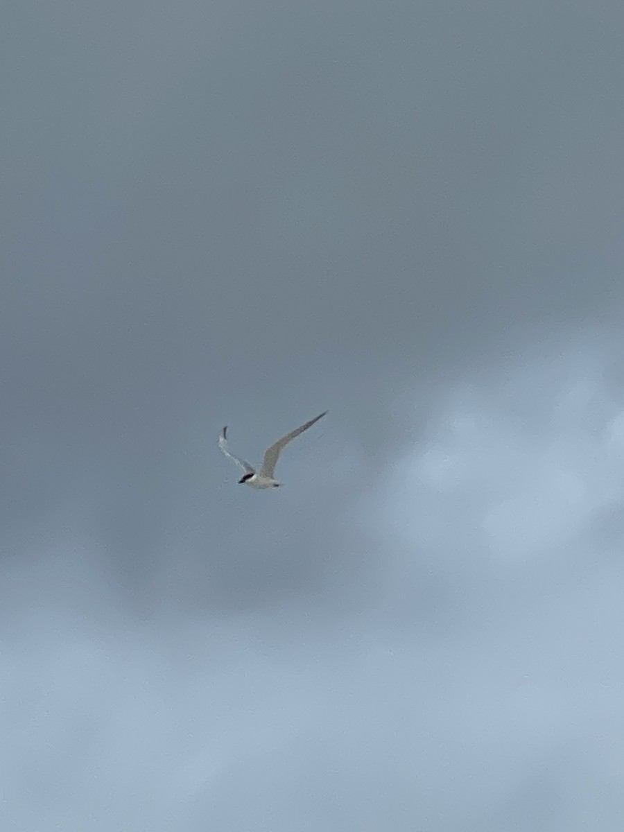 Gull-billed Tern - ML241626891