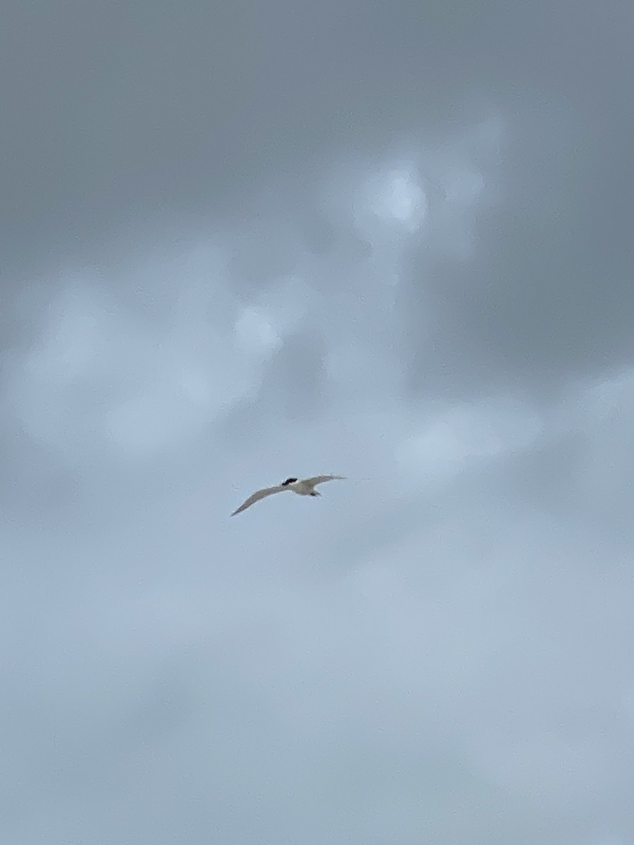 Gull-billed Tern - ML241626901