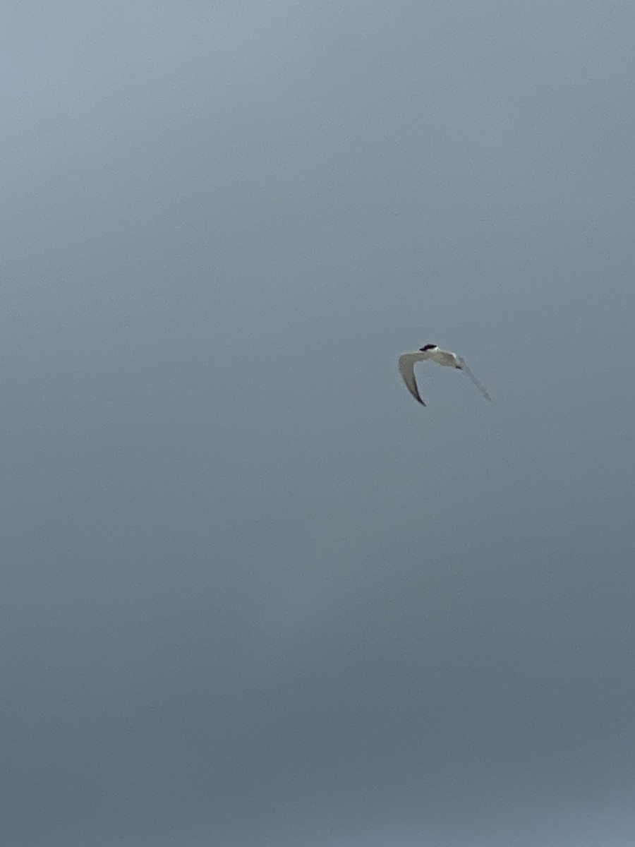 Gull-billed Tern - ML241626911