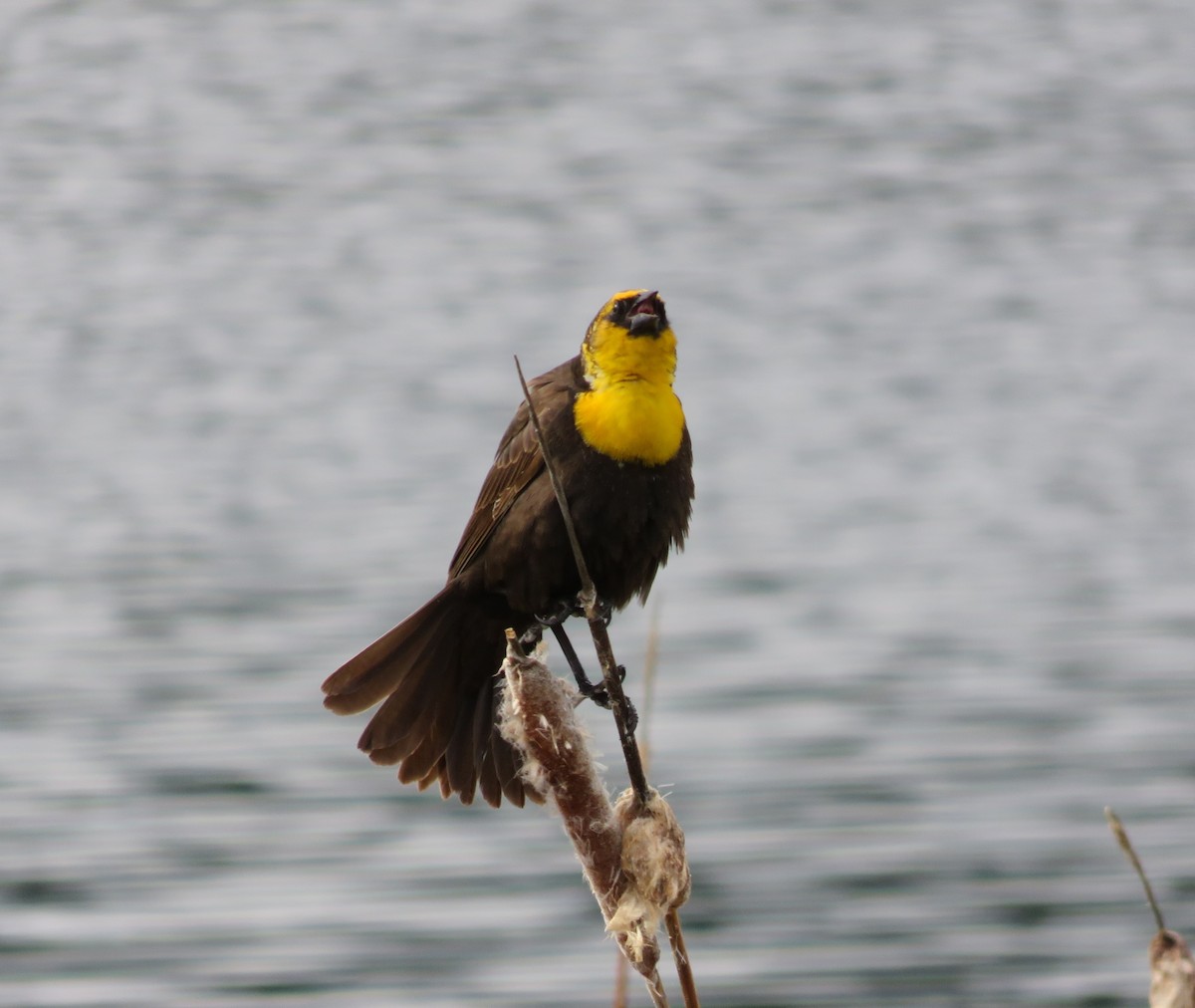 Yellow-headed Blackbird - Jo Ellen Floer