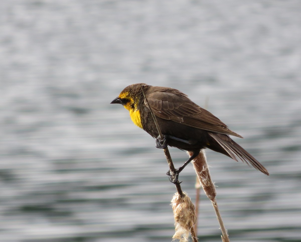 Yellow-headed Blackbird - Jo Ellen Floer