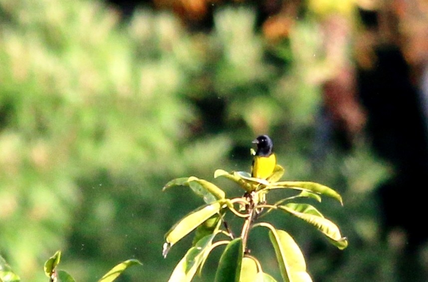 Yellow-bellied Siskin - ML24162841