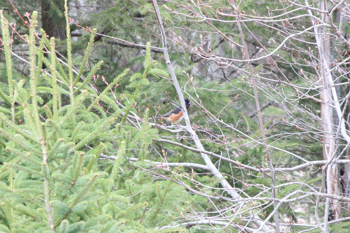 Eastern Towhee - ML241629921