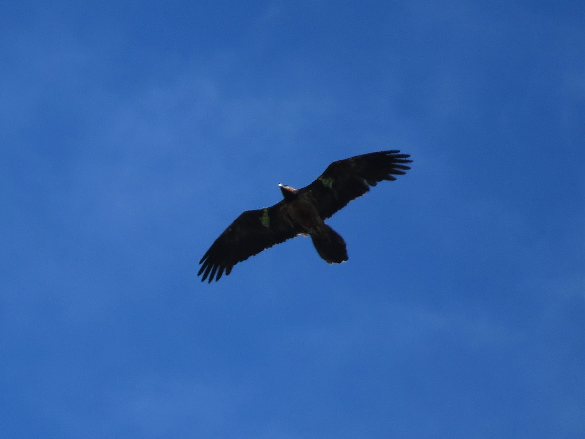 Bearded Vulture - ML241629961