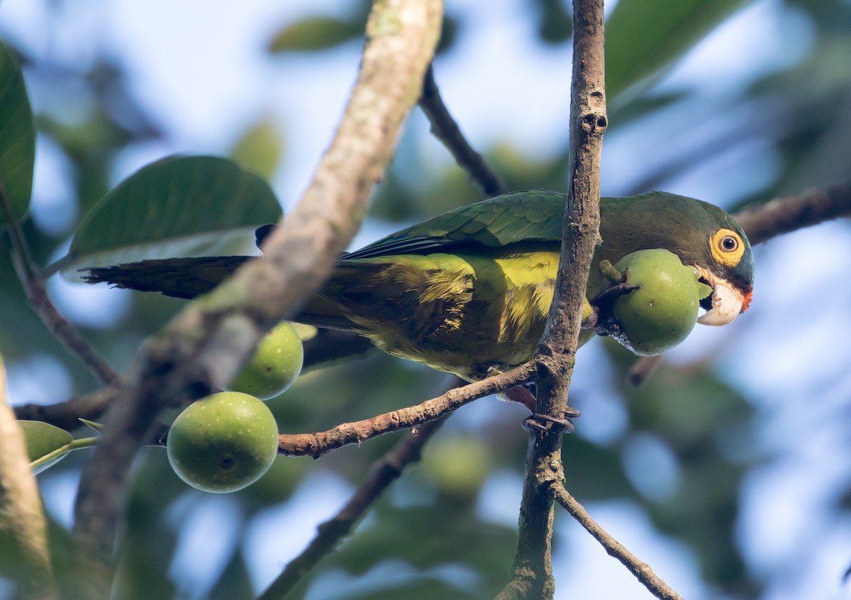 Orange-fronted Parakeet - Ian Burgess