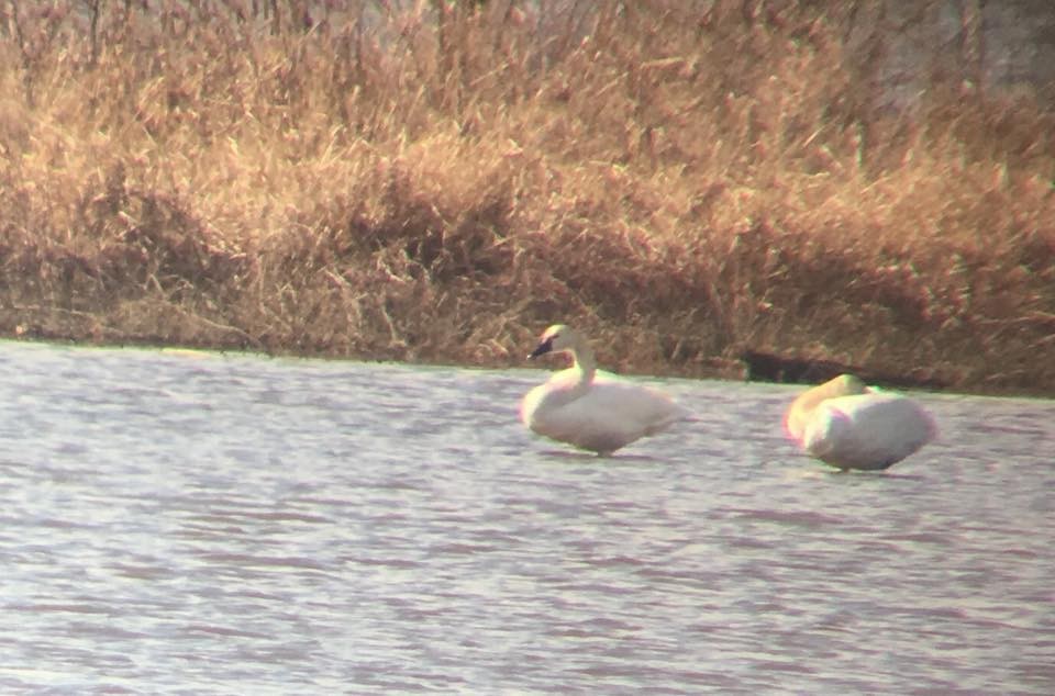 Tundra Swan - ML24163031