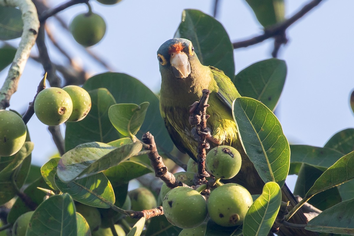 Orange-fronted Parakeet - ML241630421