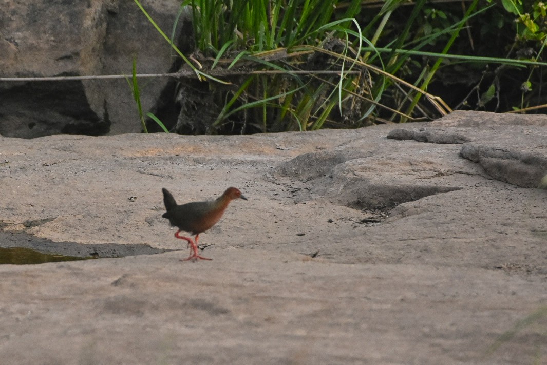 Ruddy-breasted Crake - ML241630761