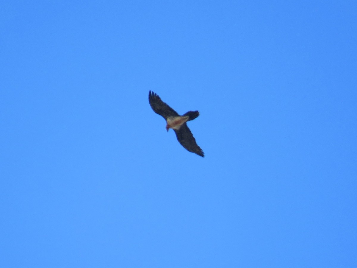 Bearded Vulture - ML241631001