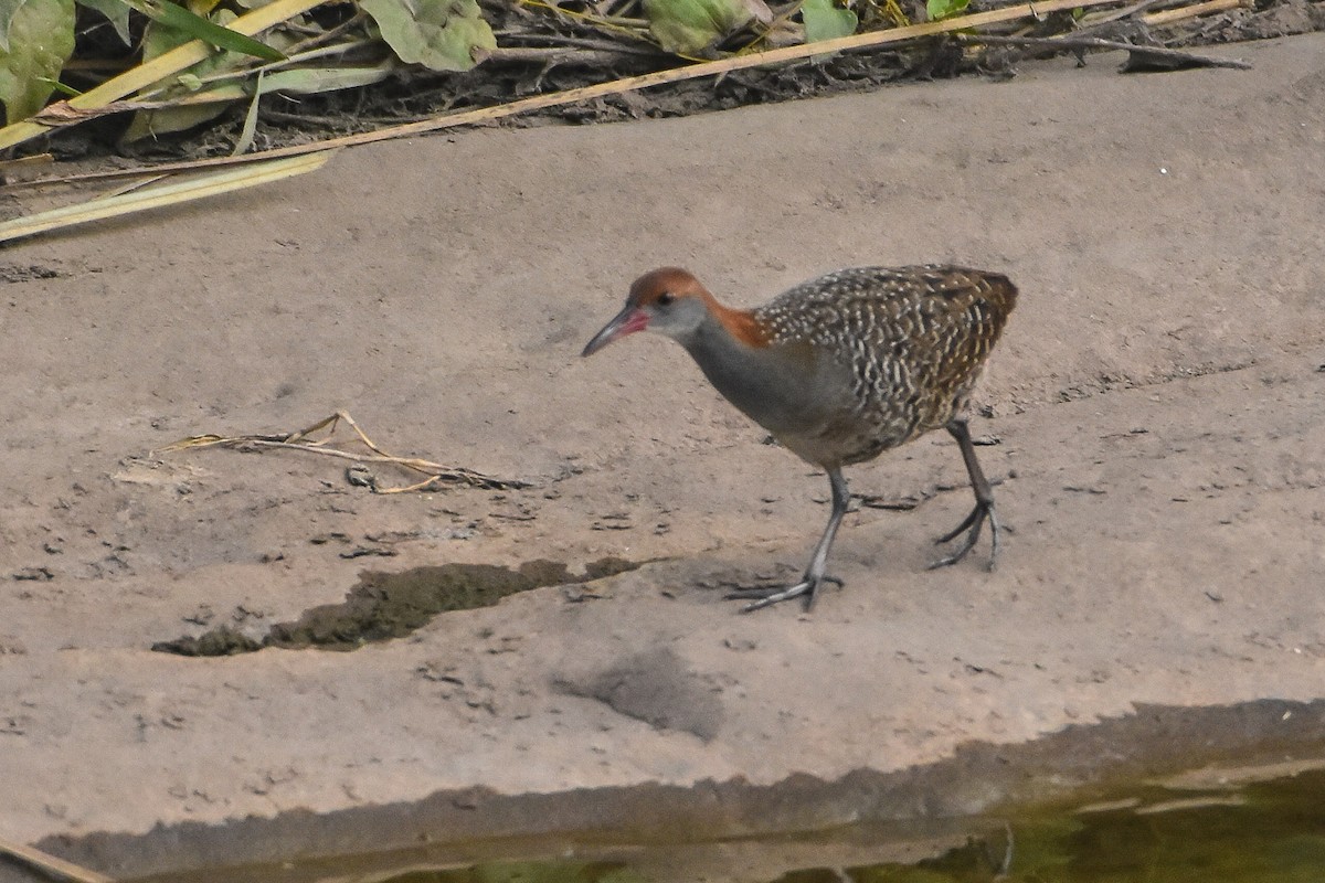 Slaty-breasted Rail - ML241631091