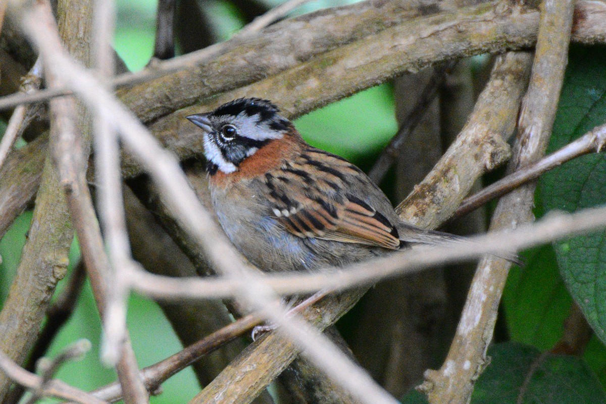 Rufous-collared Sparrow - ML241632431
