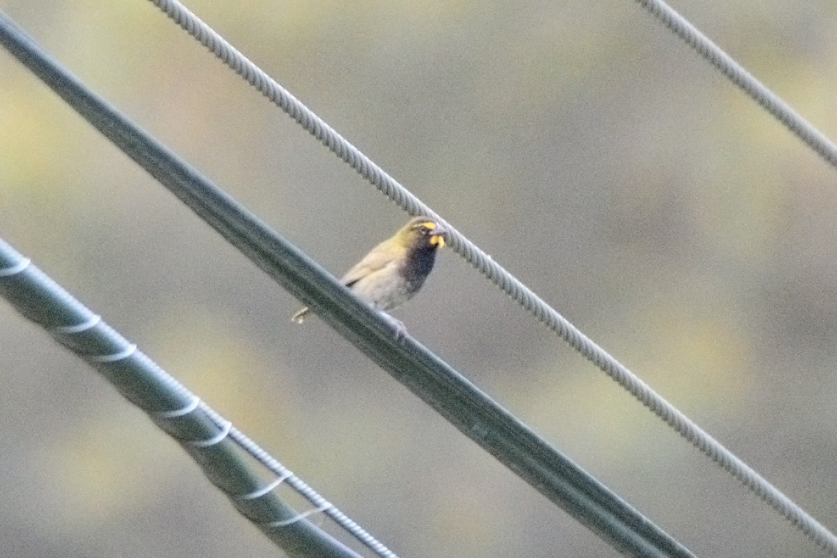 Yellow-faced Grassquit - ML241632571