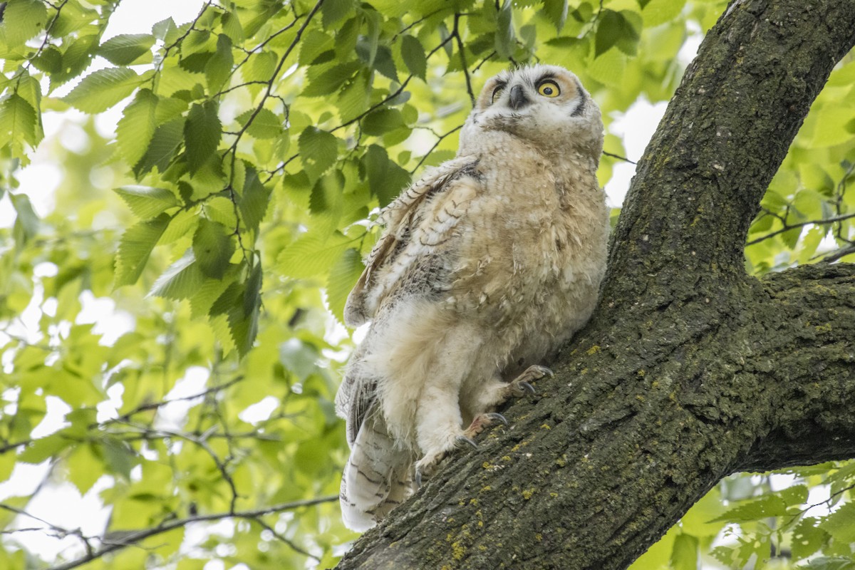 Great Horned Owl - Natalie Reinhart
