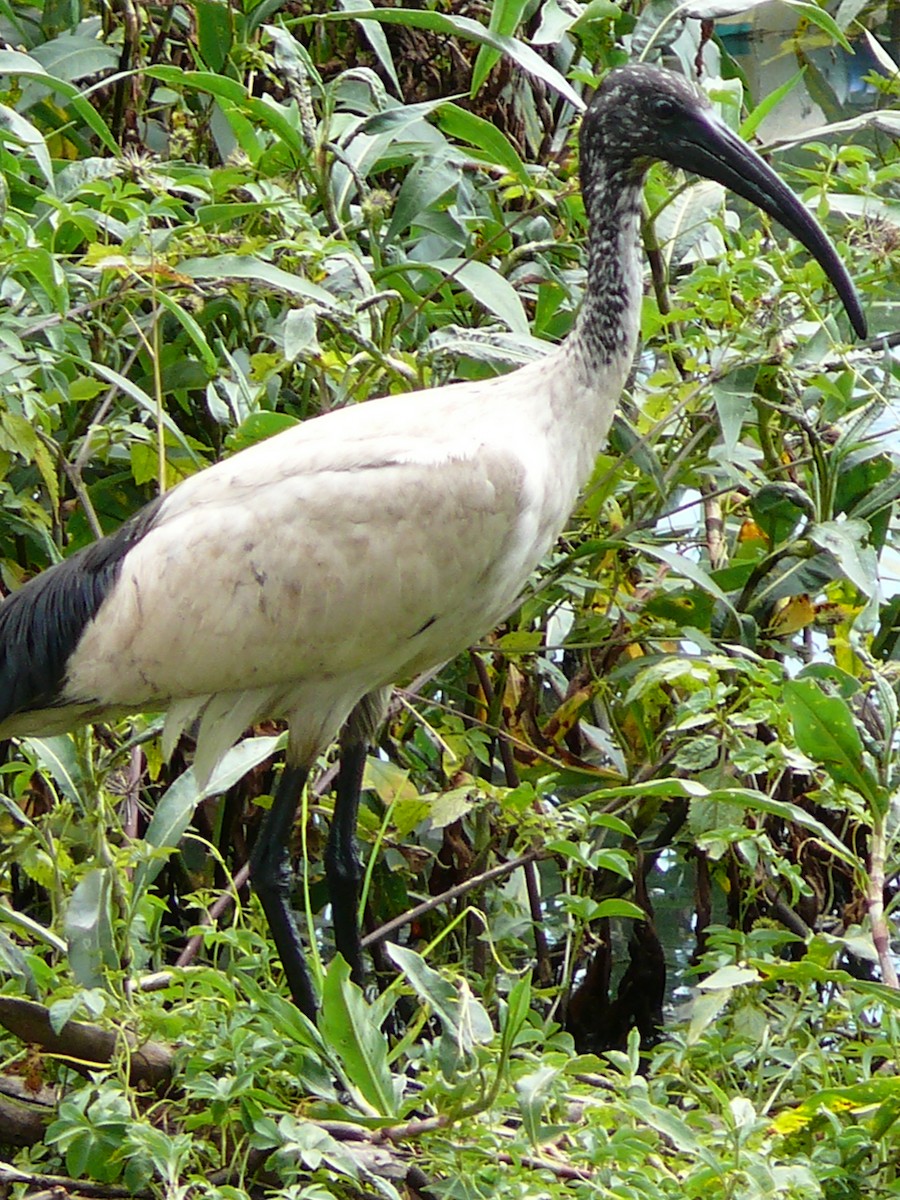 African Sacred Ibis - ML241633071