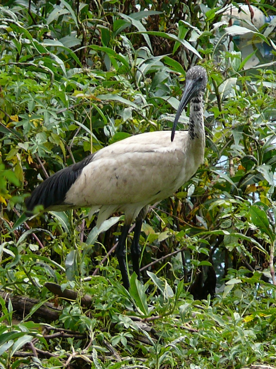 Ibis sakratua - ML241633101