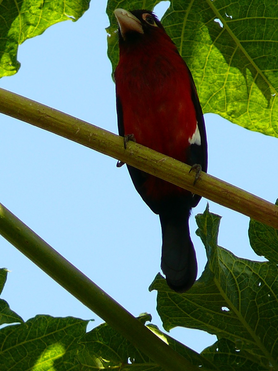 Double-toothed Barbet - ML241633161