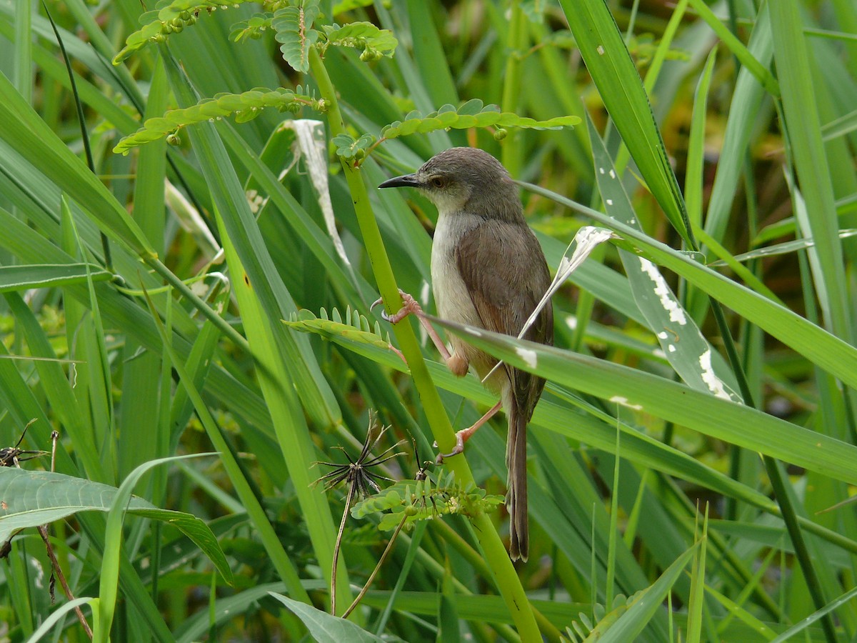 Prinia Modesta - ML241633341