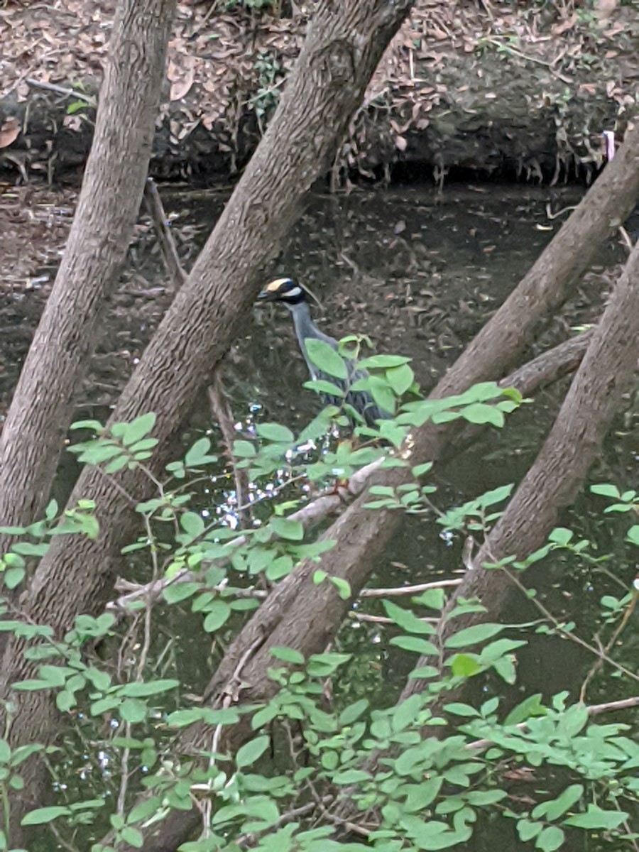 Yellow-crowned Night Heron - ML241633851
