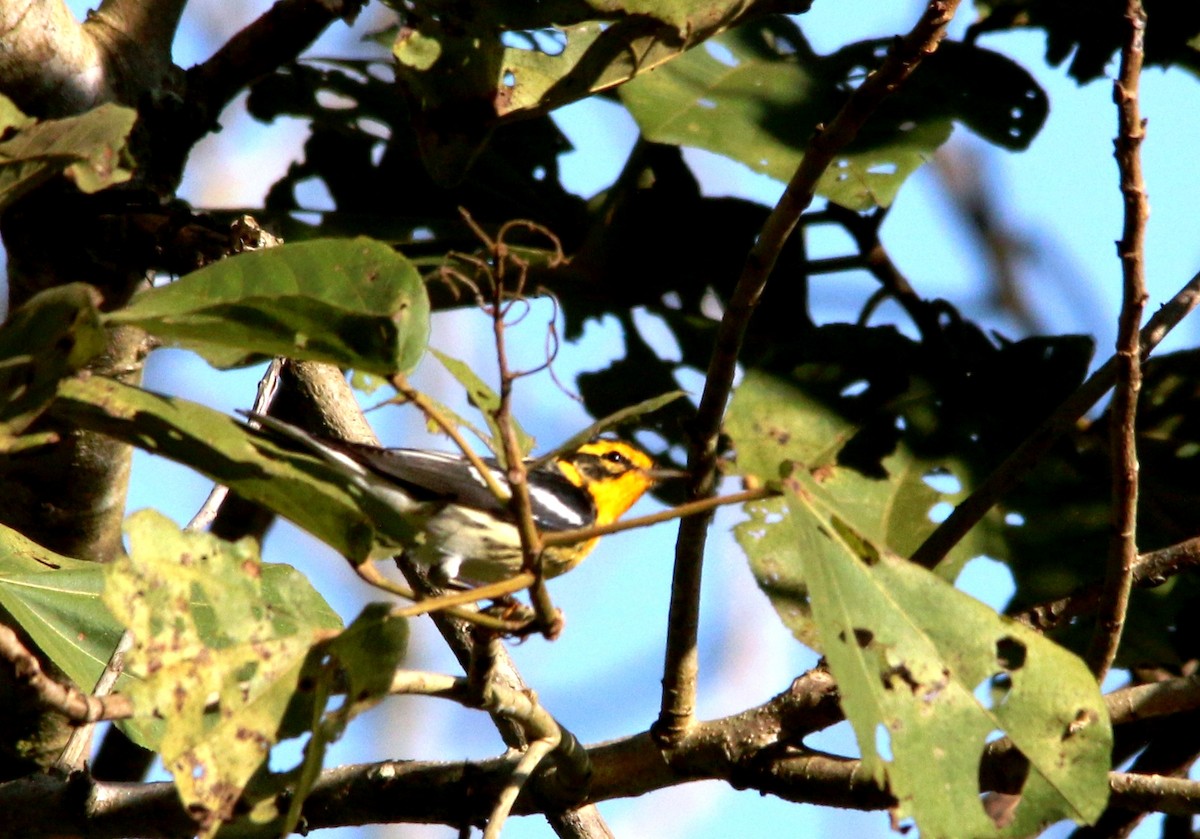 Blackburnian Warbler - ML24163401