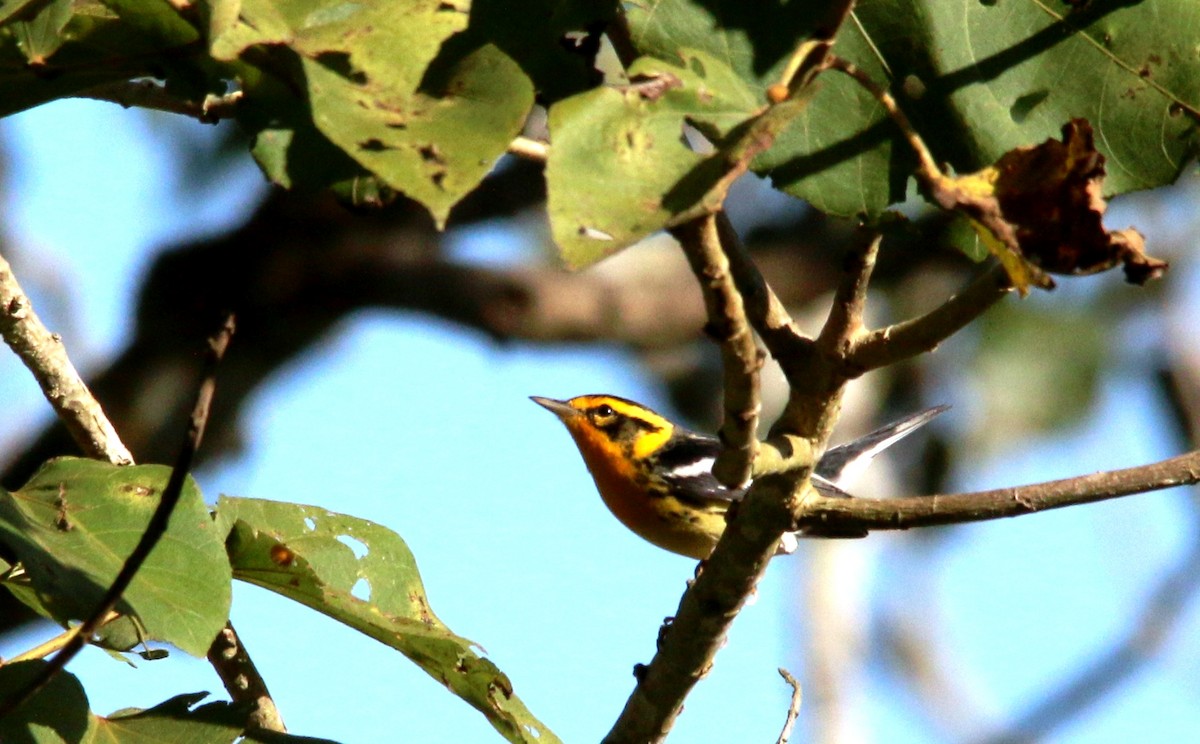 Blackburnian Warbler - ML24163481