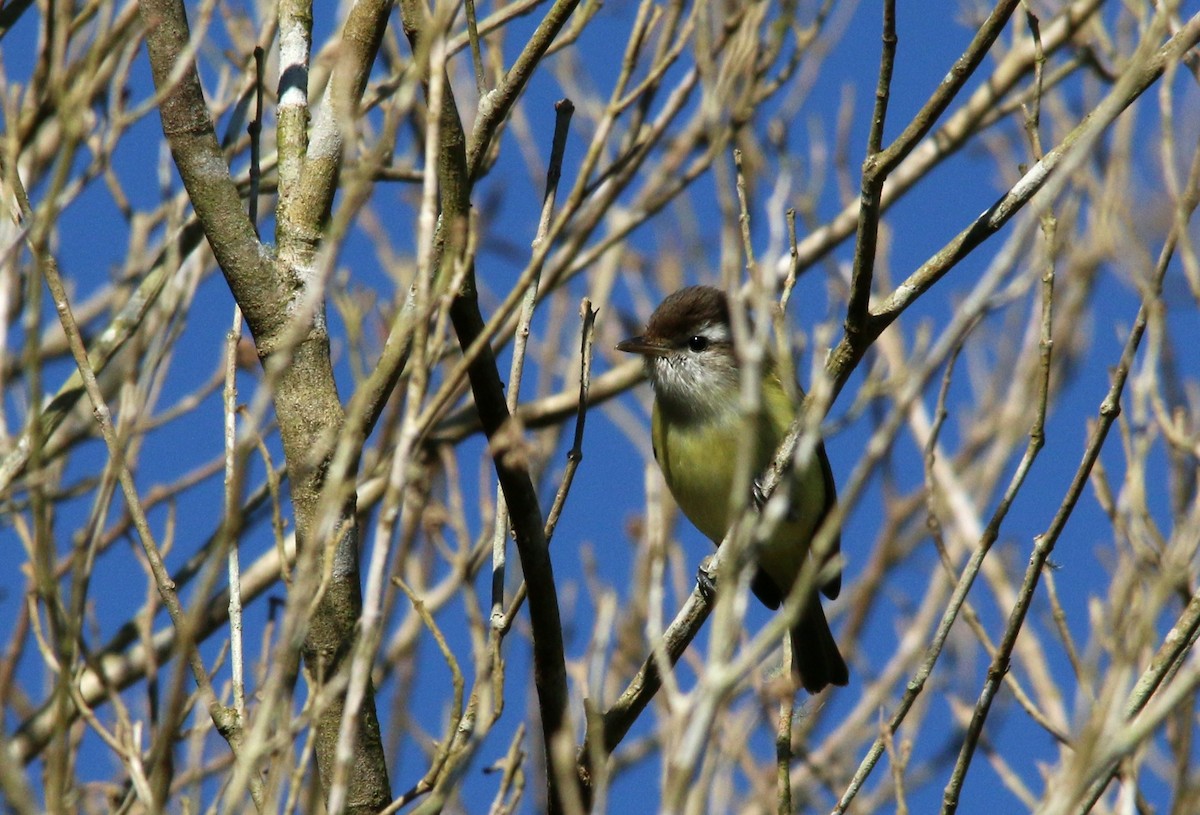 Brown-capped Vireo - ML24163511