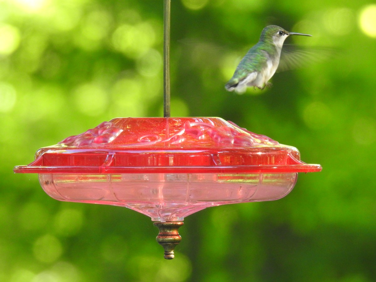 Ruby-throated Hummingbird - Martyn Obbard