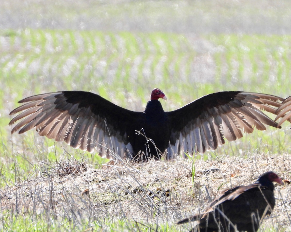 Turkey Vulture - ML241636411