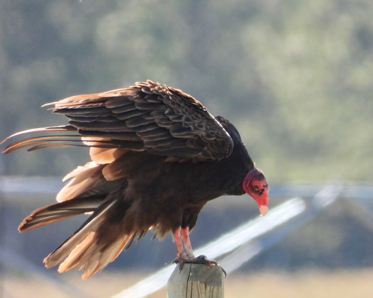 Turkey Vulture - ML241636441