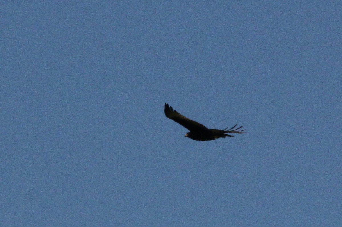 Zone-tailed Hawk - ML24163651