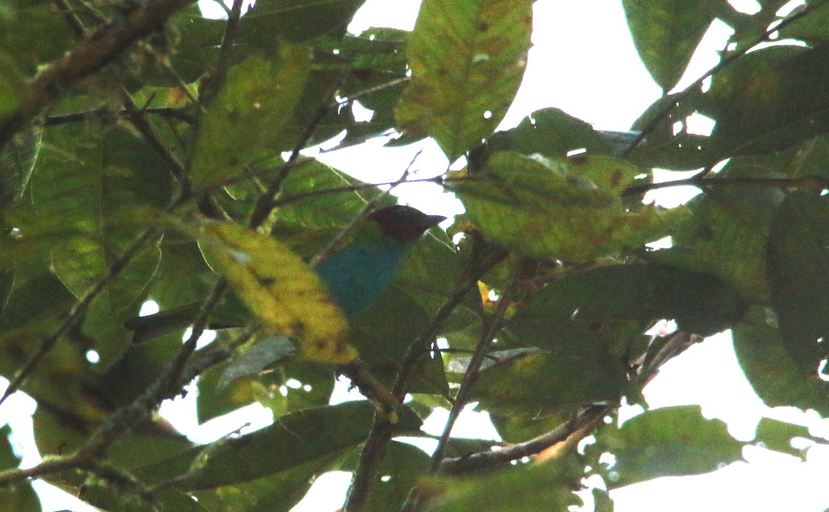 Bay-headed Tanager - ML24163801