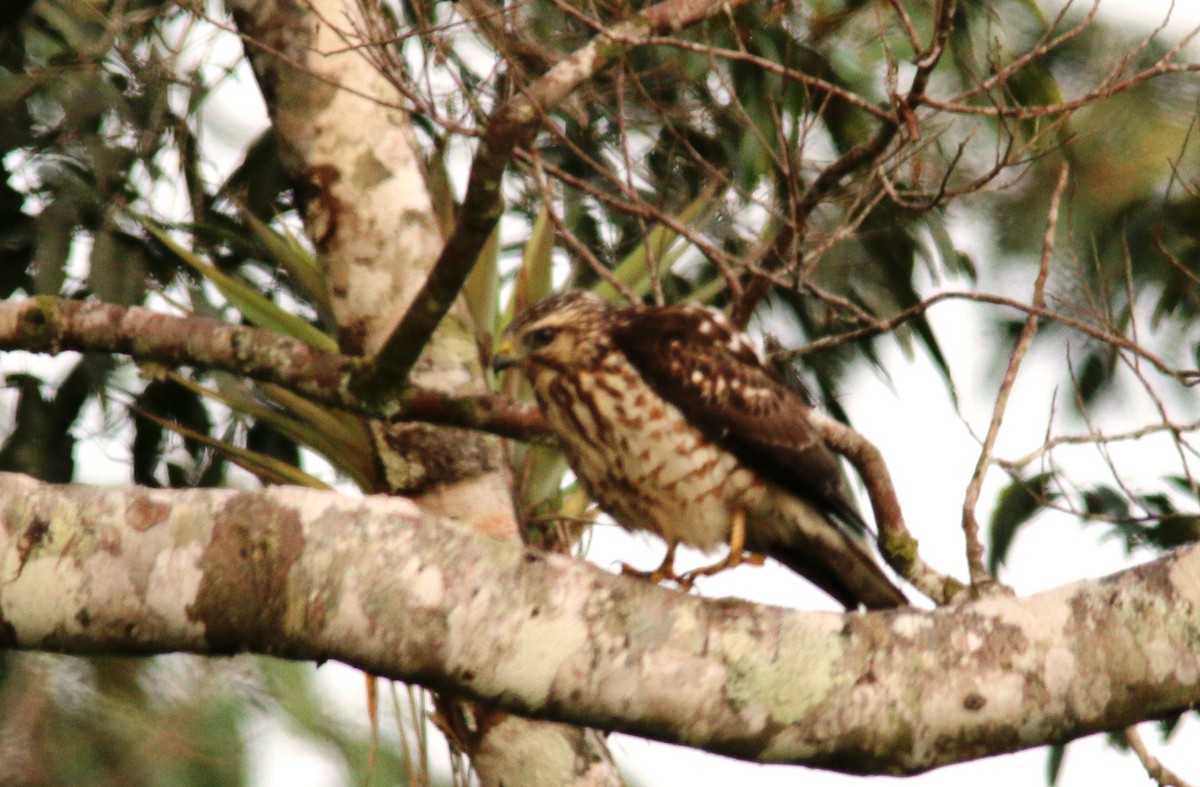 Broad-winged Hawk - ML24163821