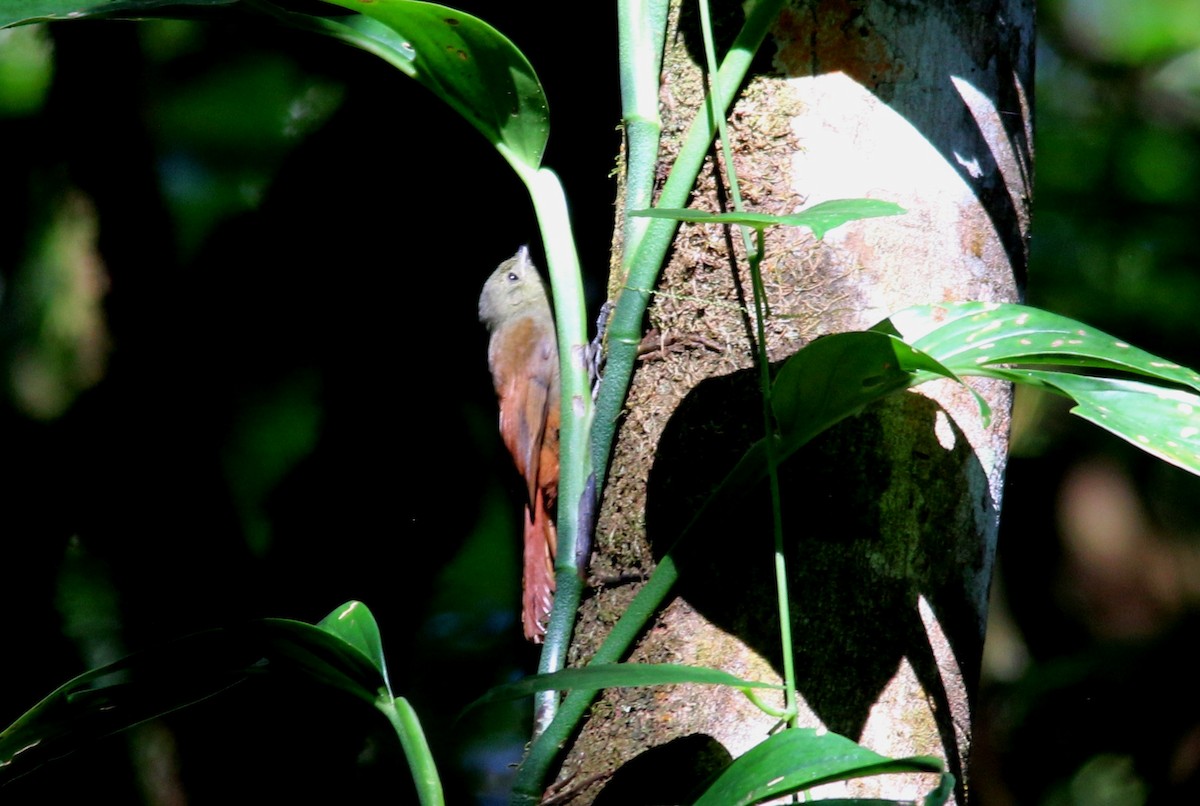 Olivaceous Woodcreeper - ML24163851