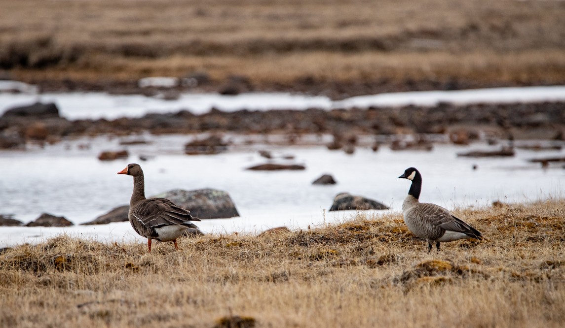 Greater White-fronted Goose - Clare Kines