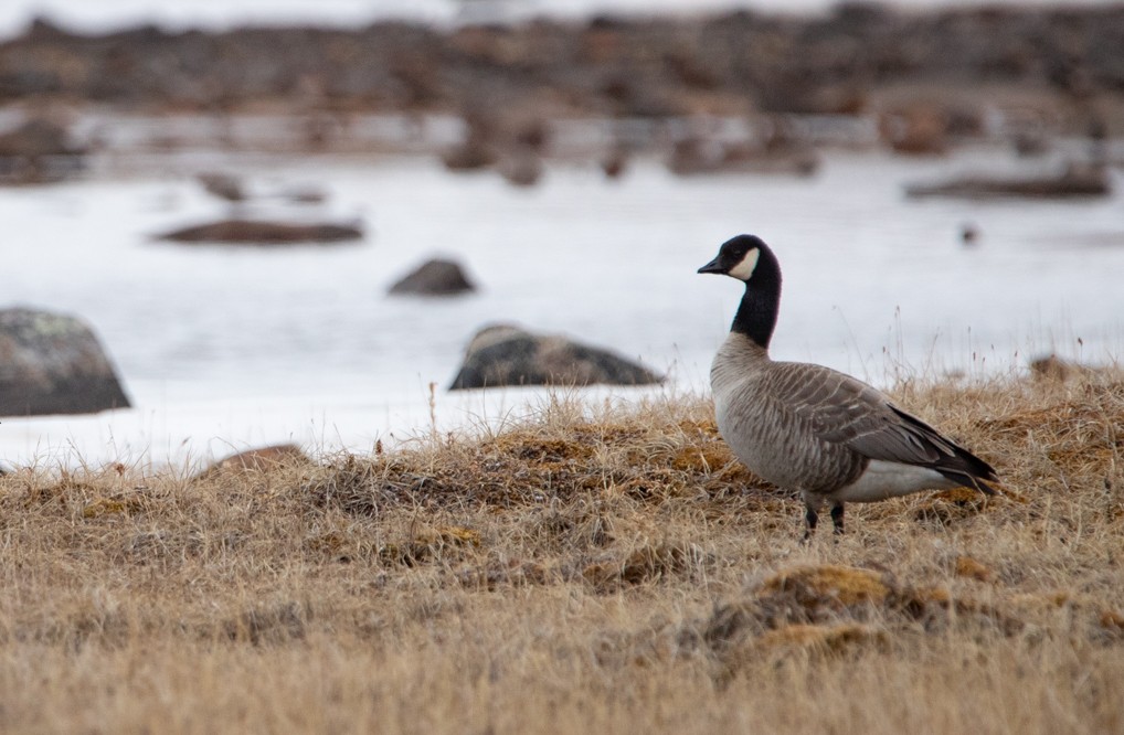 Cackling Goose - ML241641591