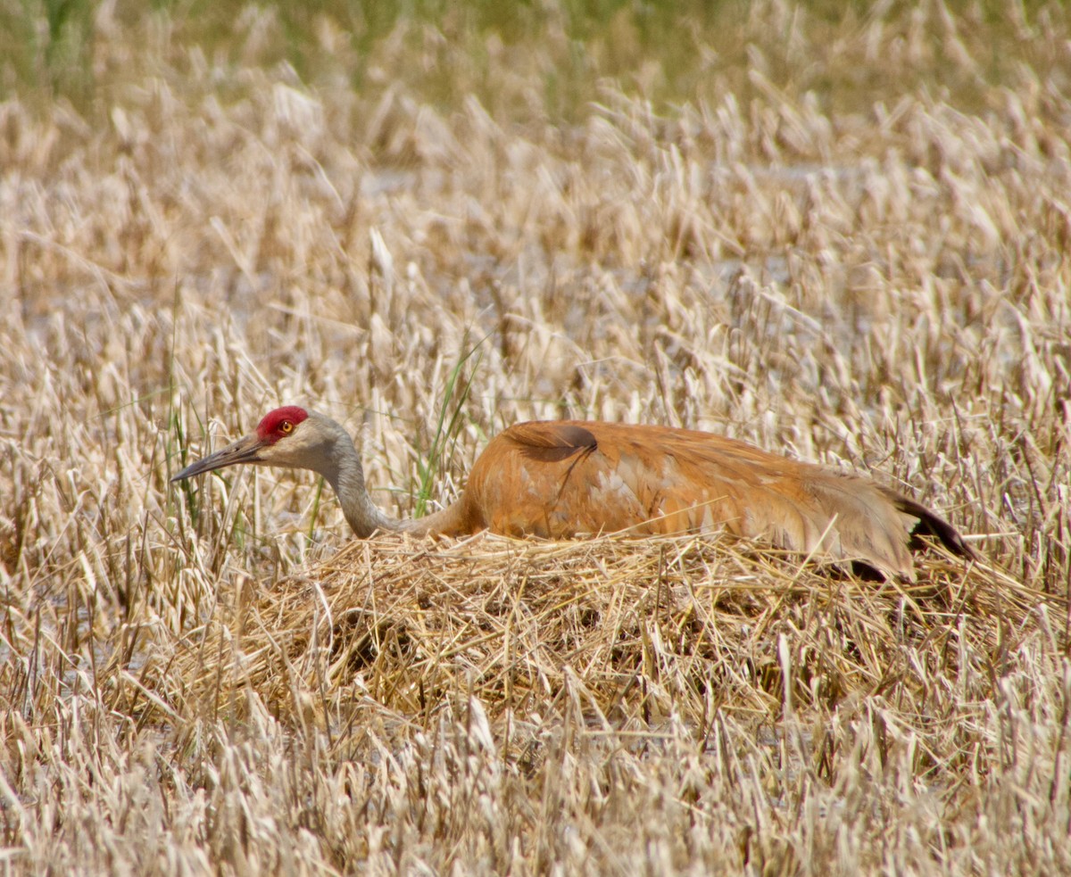 Sandhill Crane - Tom Zavitz