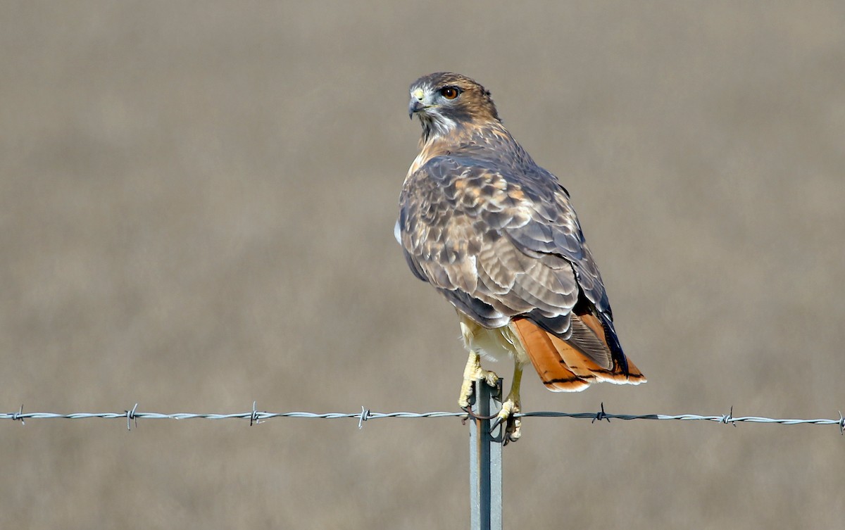 Red-tailed Hawk (borealis) - ML241646091