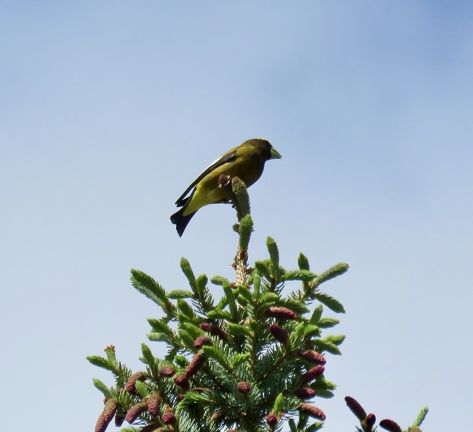 Evening Grosbeak - Keith Riding