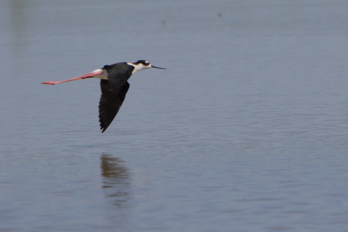 Black-necked Stilt - ML241648881