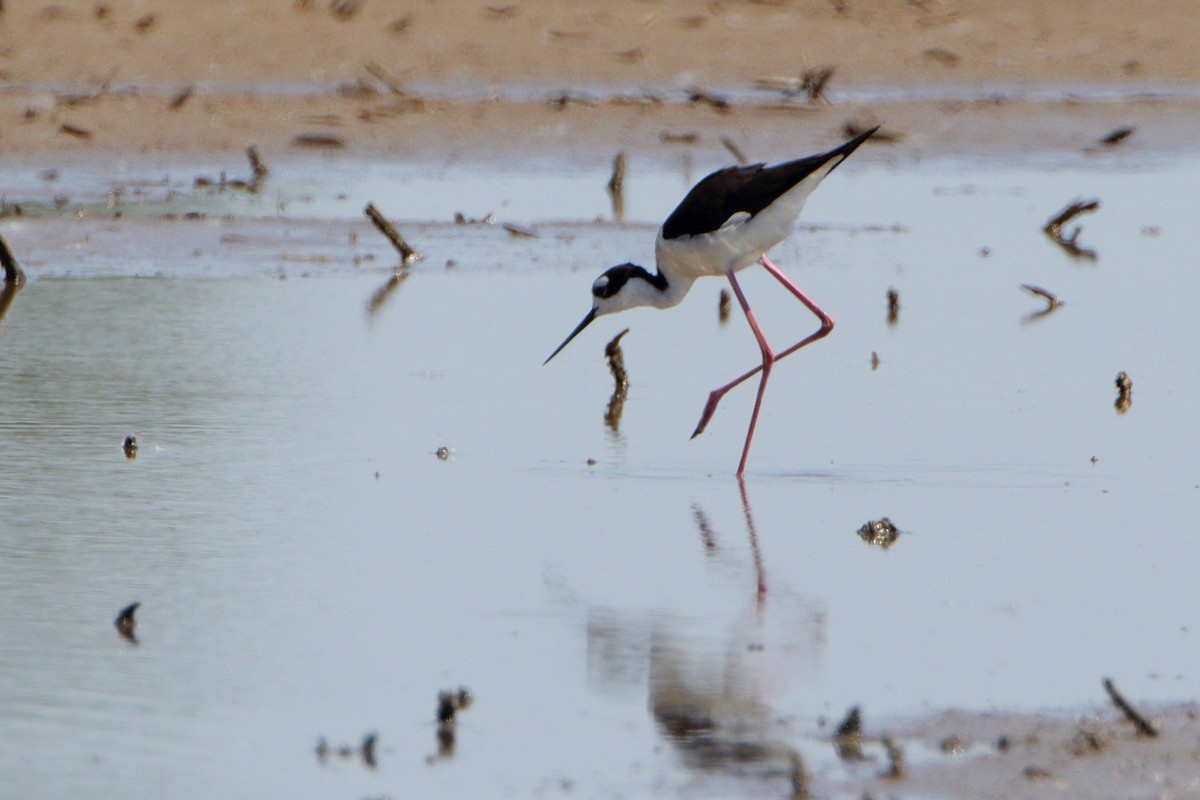 Black-necked Stilt - ML241649111