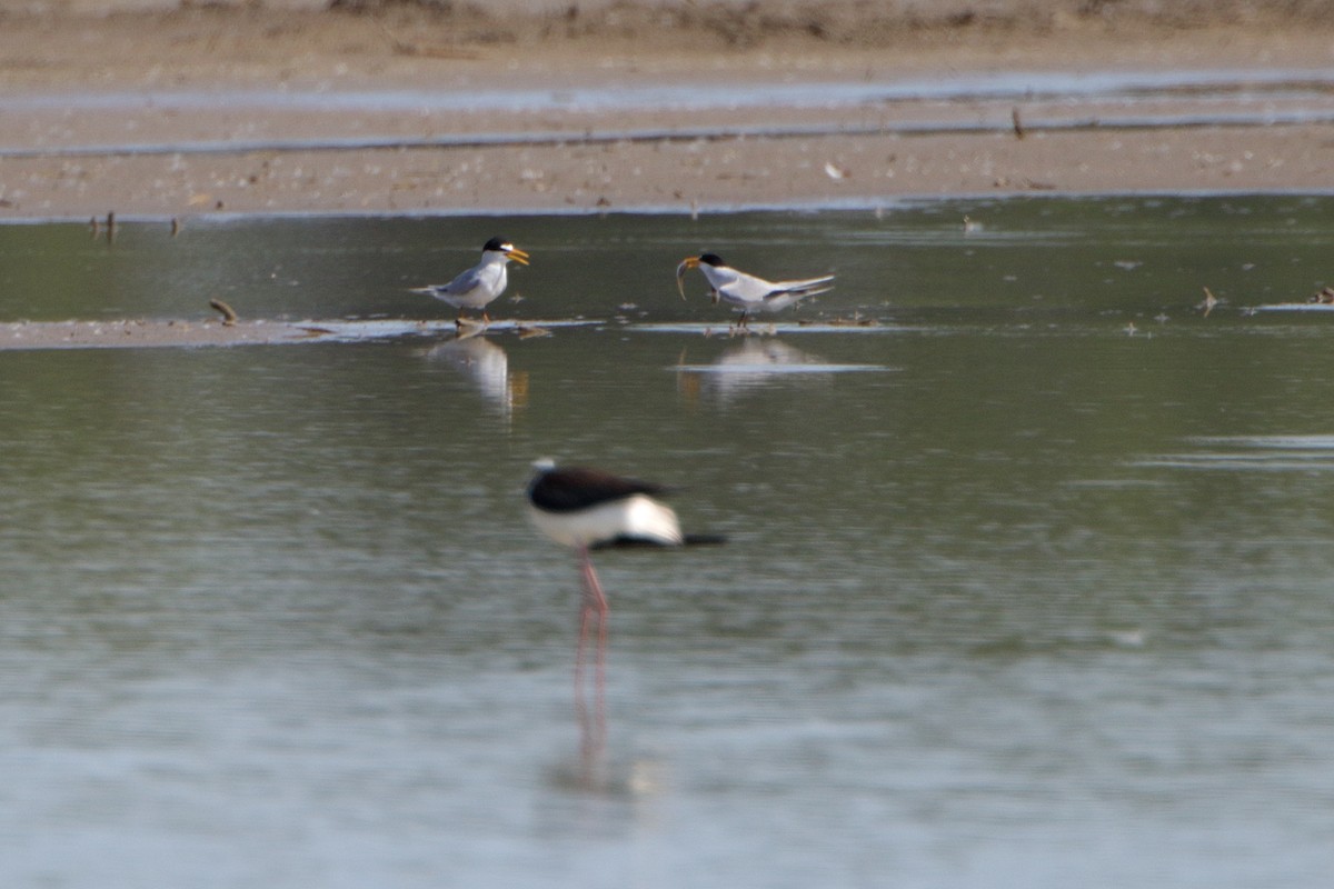 Least Tern - ML241649171