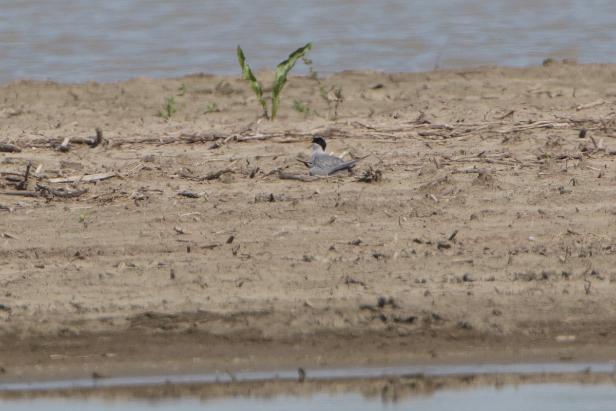 Least Tern - ML241649201