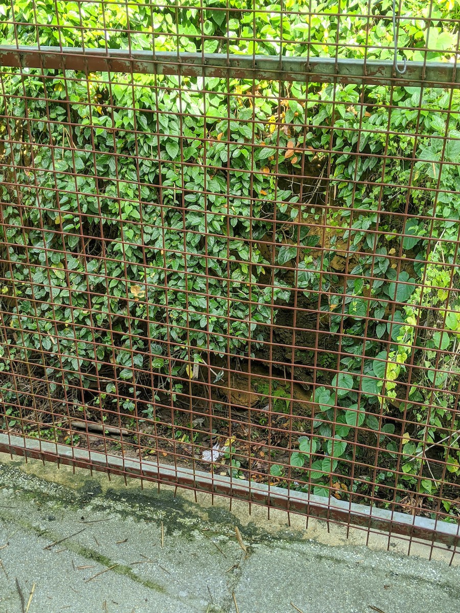 Green Kingfisher - ML241650601