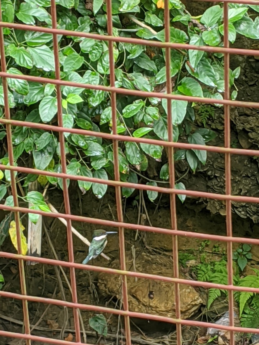 Green Kingfisher - ML241650671