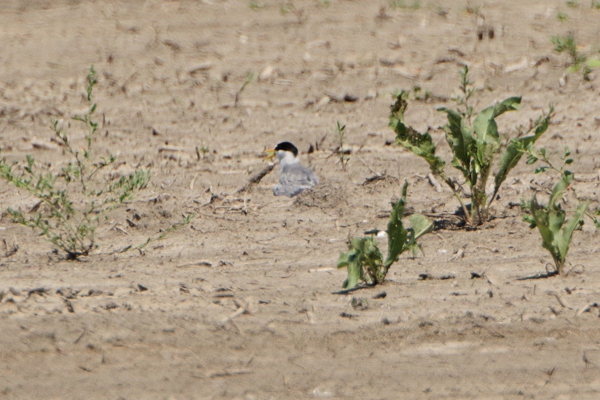 Least Tern - ML241650711