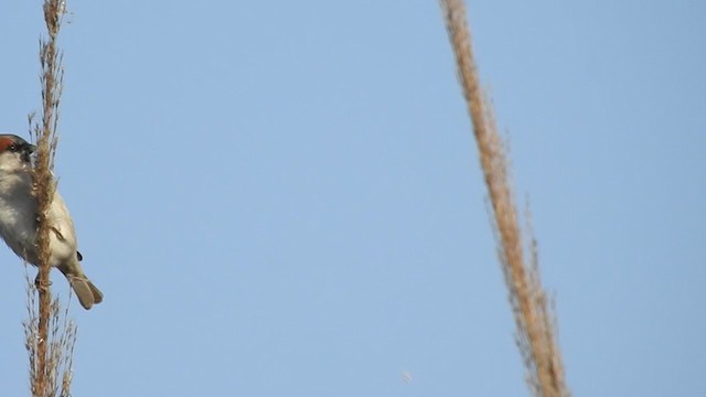 Moineau du Sind - ML241650881