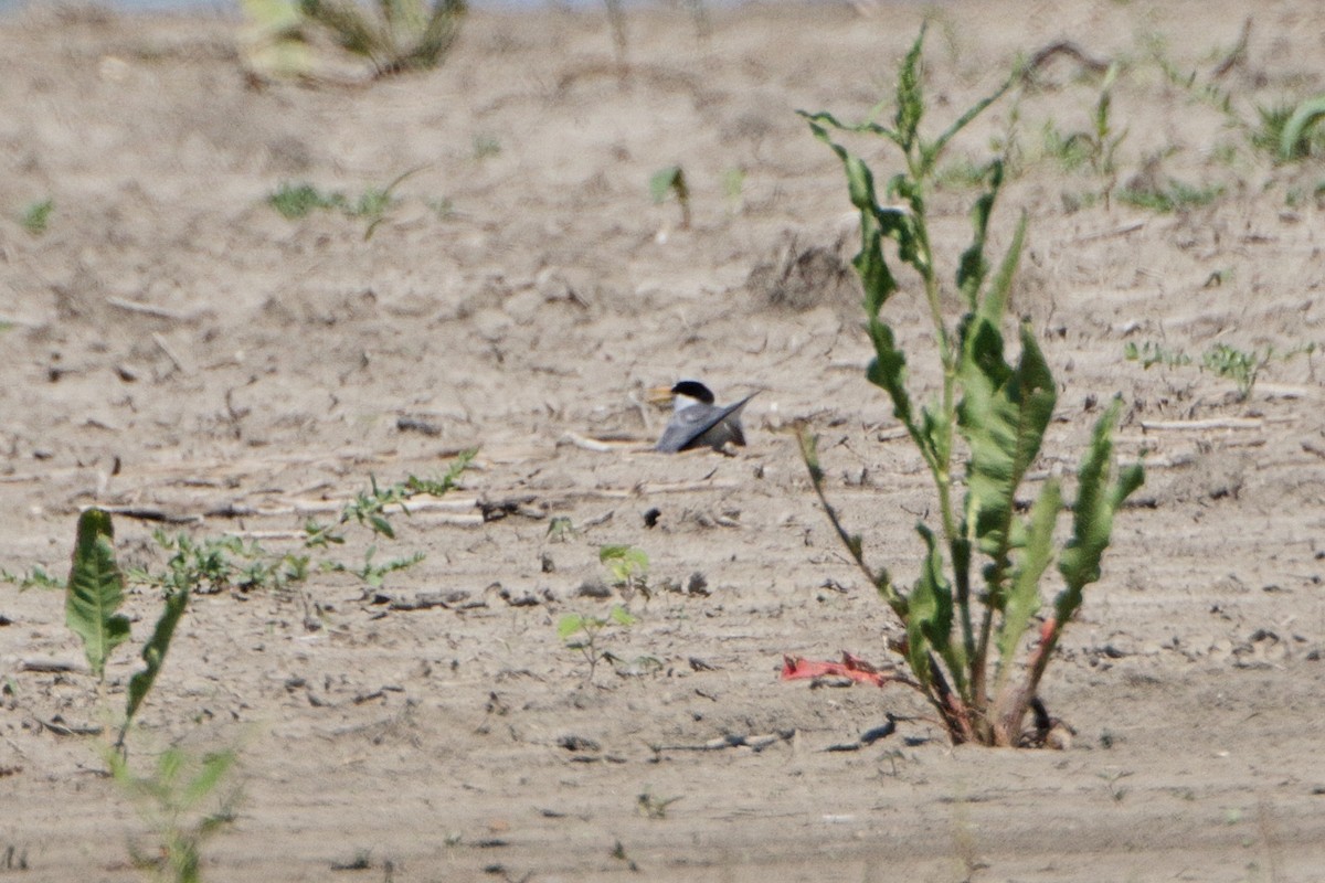 Least Tern - ML241652831