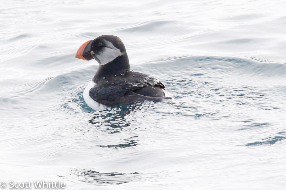 Atlantic Puffin - Michael Lanzone
