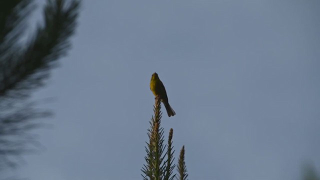 Pine Warbler - ML241653351